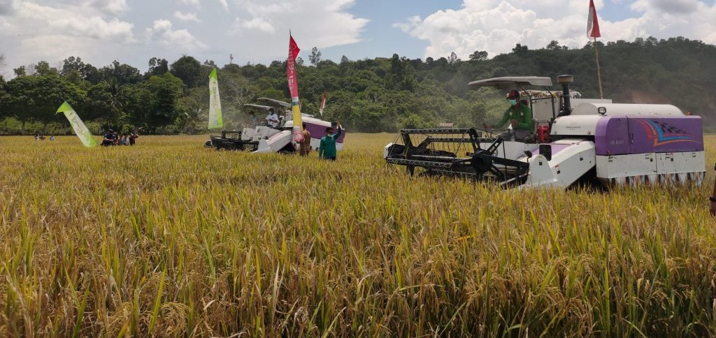 Potensi Pertanian Berau Besar