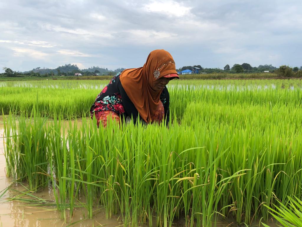 Rp 1,2 Miliar untuk Petani Padi dan Jagung