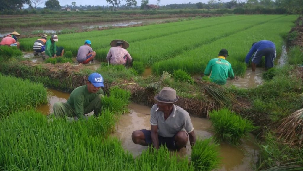 Hanya Sebagian Kecil dapat Kartu Tani