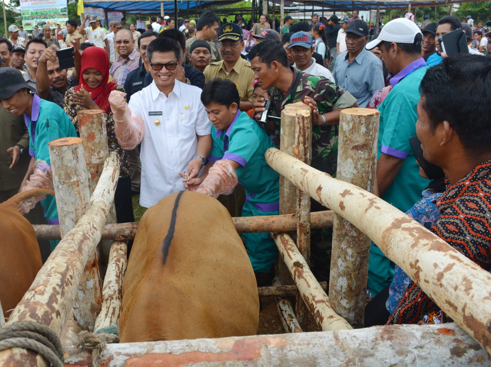 Upsus Siwab Hasilkan 1.493 Sapi Bunting