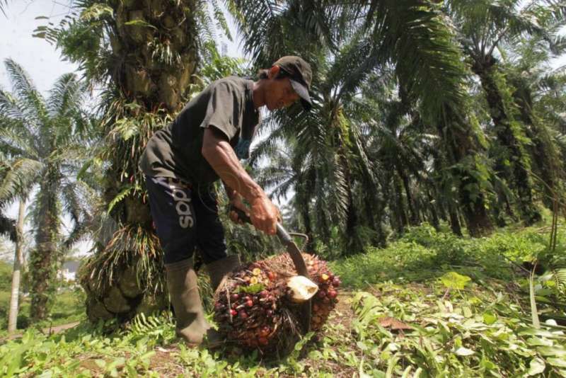 Kesejahteraan Petani di Antara Dana Sawit dan Biodiesel