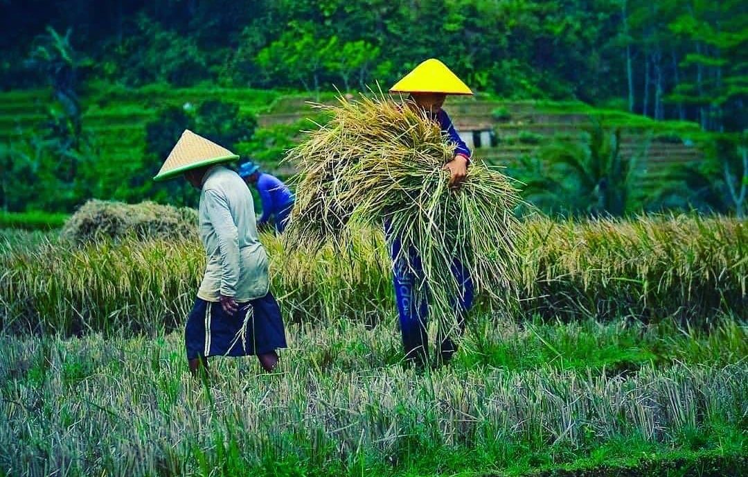 Petani Kutim Tekor Diteror Beras Impor