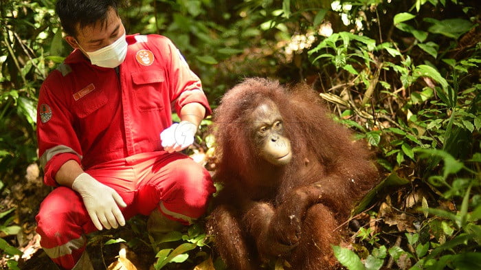 Sudah Mengerti Pakan Alami, dan Buat Sarang