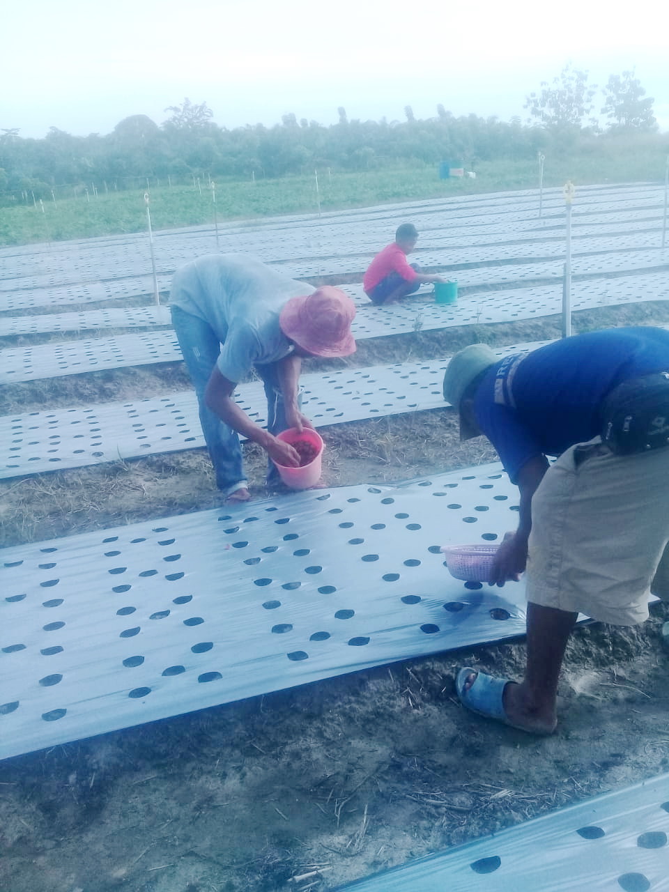 DPKP Kaltara Kembangkan Komoditas Bawang Lokal