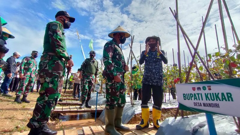 Panen Raya di Desa Sinergi Hijau, Pangdam VI/Mulawarman: Ini Luar Biasa !