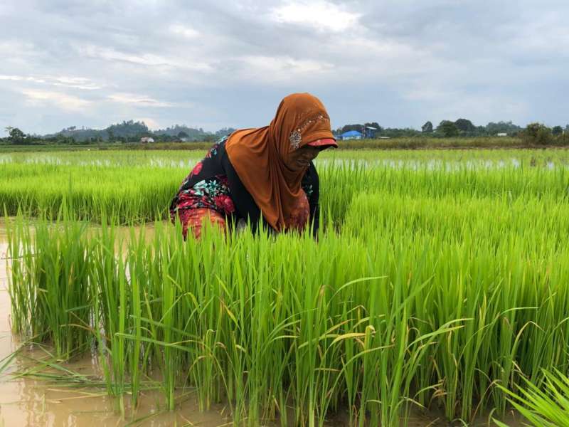 Bantuan Bibit Kelapa Dalam Disalurkan