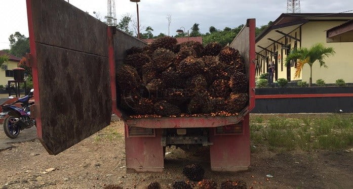 Curi Sawit di Tempat Kerja