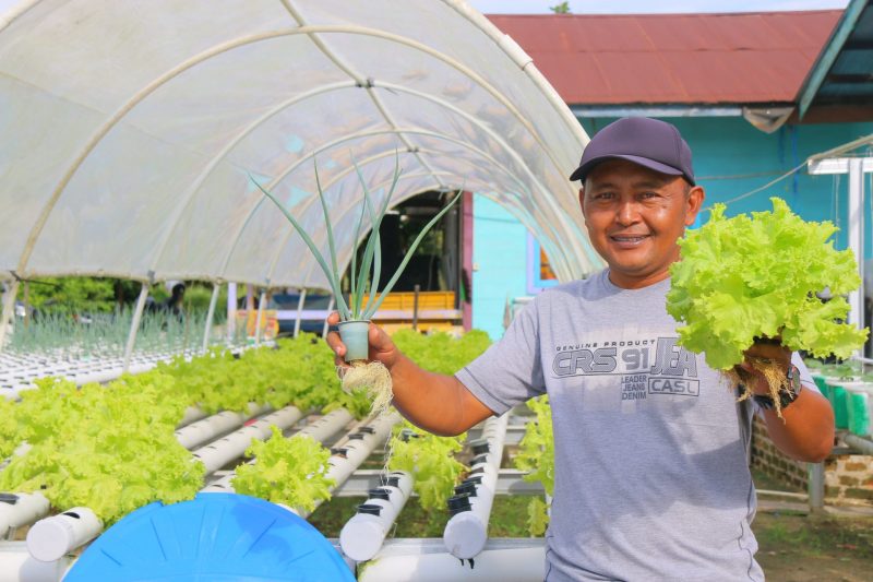 Permintaan Sayuran Hidroponik Tinggi, Tak Butuh Modal Besar, Lebih Cepat Panen