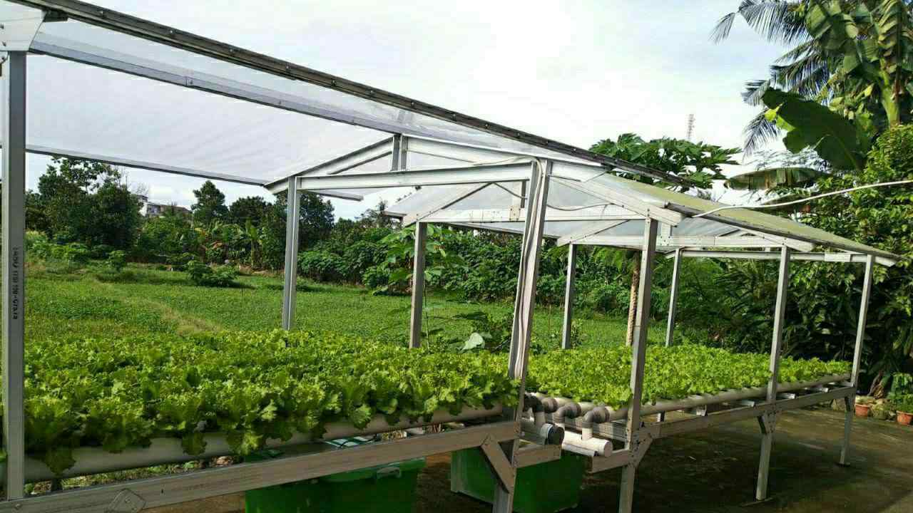 Survei Urban Farming Pupuk Kaltim, Tumbuhkan Minat Milenial untuk Bertani