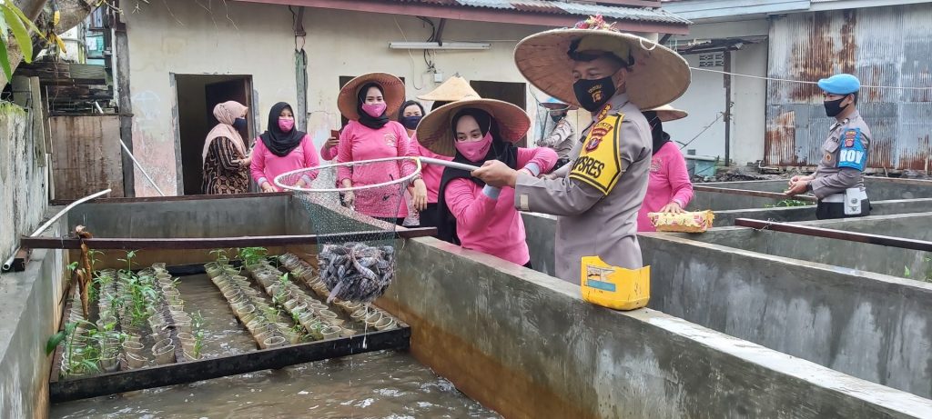 Lele Ternak Polresta Balikpapan Dipanen, Dibagikan ke Masyarakat