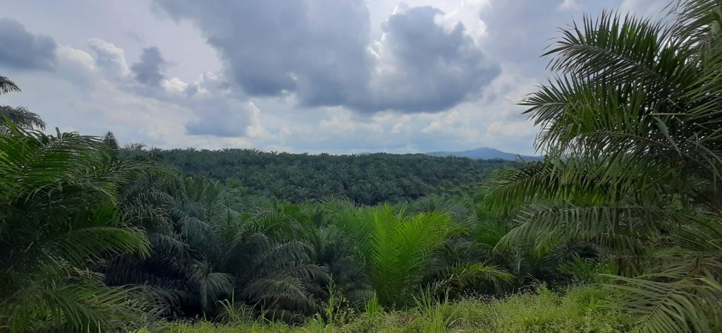 Bisa Gantikan Batu Bara