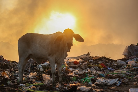 Pasca Iduladha, Sampah Samarinda Tak Berkurang