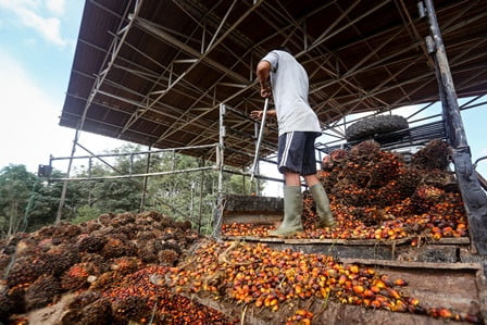 Kementan Dorong Pengembangan Sawit jadi Bahan Pengganti BBM