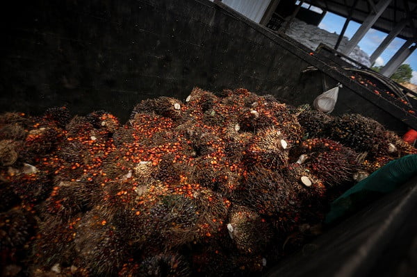 Kerja Sama Kelapa Sawit Pemprov Kaltim-Jerman Diperpanjang