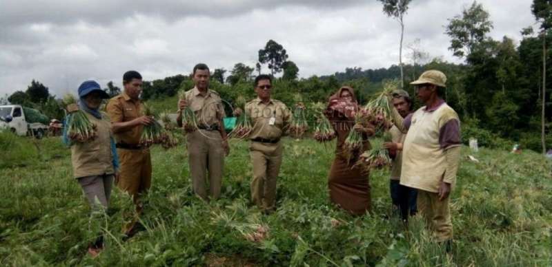 Benih dan Pupuk untuk Petani Bawang dan Cabai