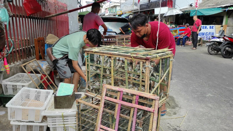 Ritual Pelepasan Burung Pipit Saat Imlek, Pedagang Ini Raup Untung