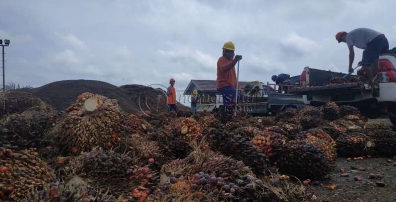 80 Persen Perkebunan Ditanami Sawit