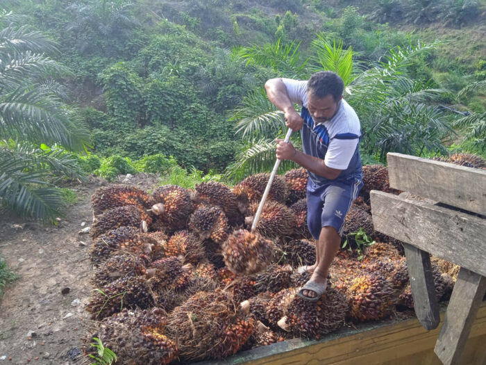 BPDPKS Diminta Fasilitasi Pengadaan Alat Pengolahan Sawit Mini untuk Bantu Petani Swadaya