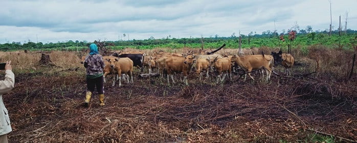 Sapi Berkurang, Kerbau Bertambah