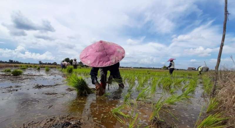 Pemanfaatan Lahan Terkendala Regenerasi