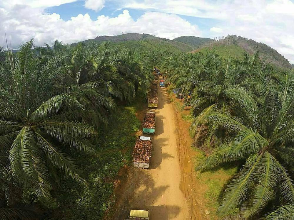 1.000 Hektare Kebun Sawit Diremajakan