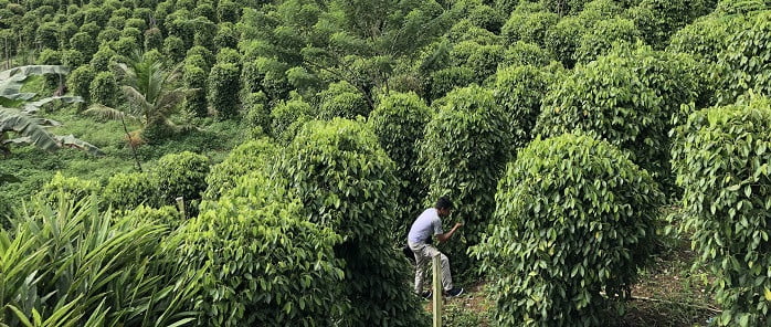 Dipengaruhi Masa Panen Vietnam