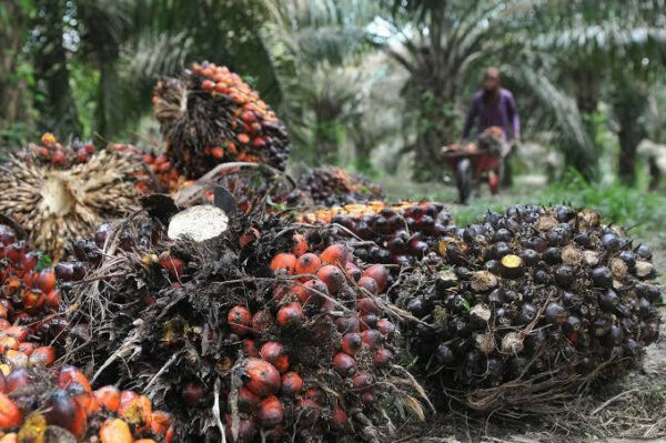 Pemilik Kebun Kecewa Pencuri Kelapa Sawit Tak Diproses, Begini Jawaban Polisi..