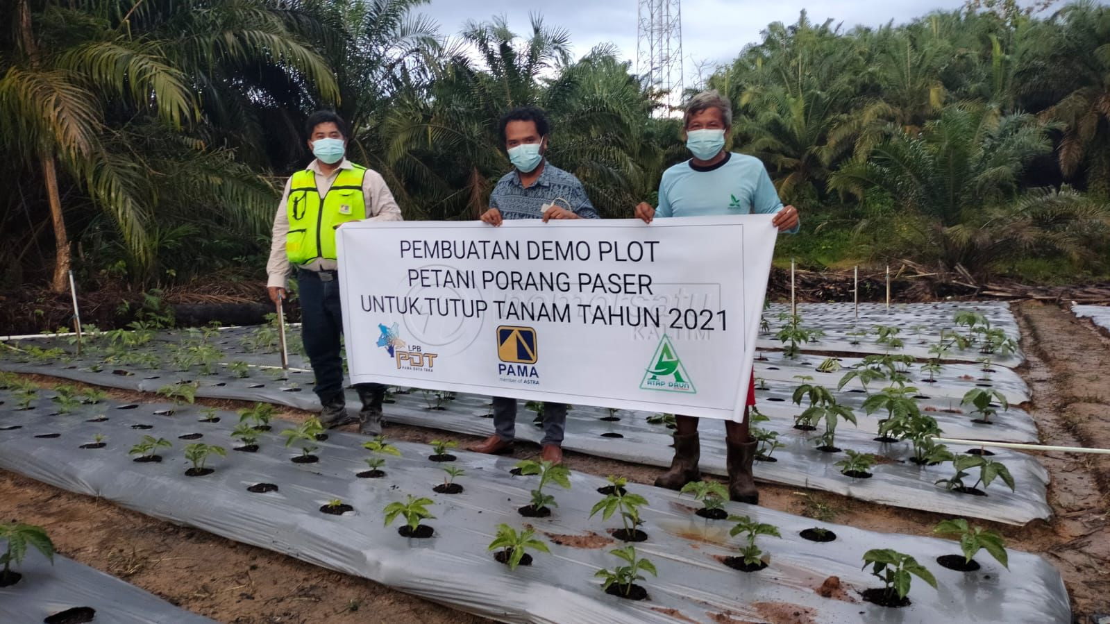 Pacu Semangat Petani, PT Pamapersada Nusantara Distrik Kideco Bantu Demplot Porang