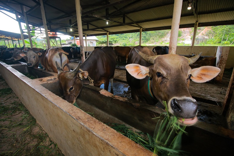 Janji Cuan dari Bisnis Ternak Sapi di Kota Tepian