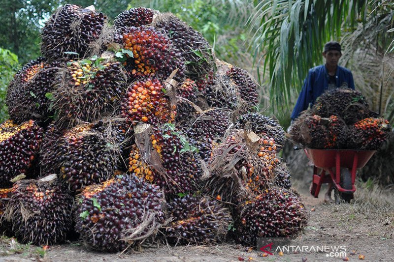 Permintaan Produk Sawit Dunia Merangkak Naik