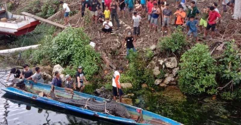 Buaya Dibedah Lagi