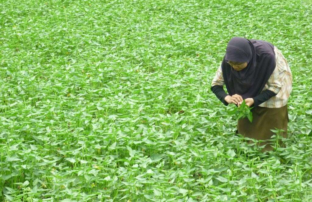 Juni, Angka Inflasi Kaltim Mulai Turun