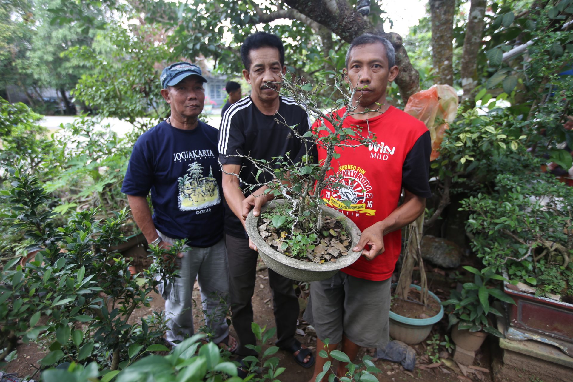 Bernilai Seni Tinggi, Kembangkan ‘Limau Hantu’ Tanaman Bonsai Khas Kukar