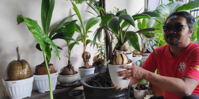 Bonsai Kelapa, Hobi Sabar Ala Fahmi