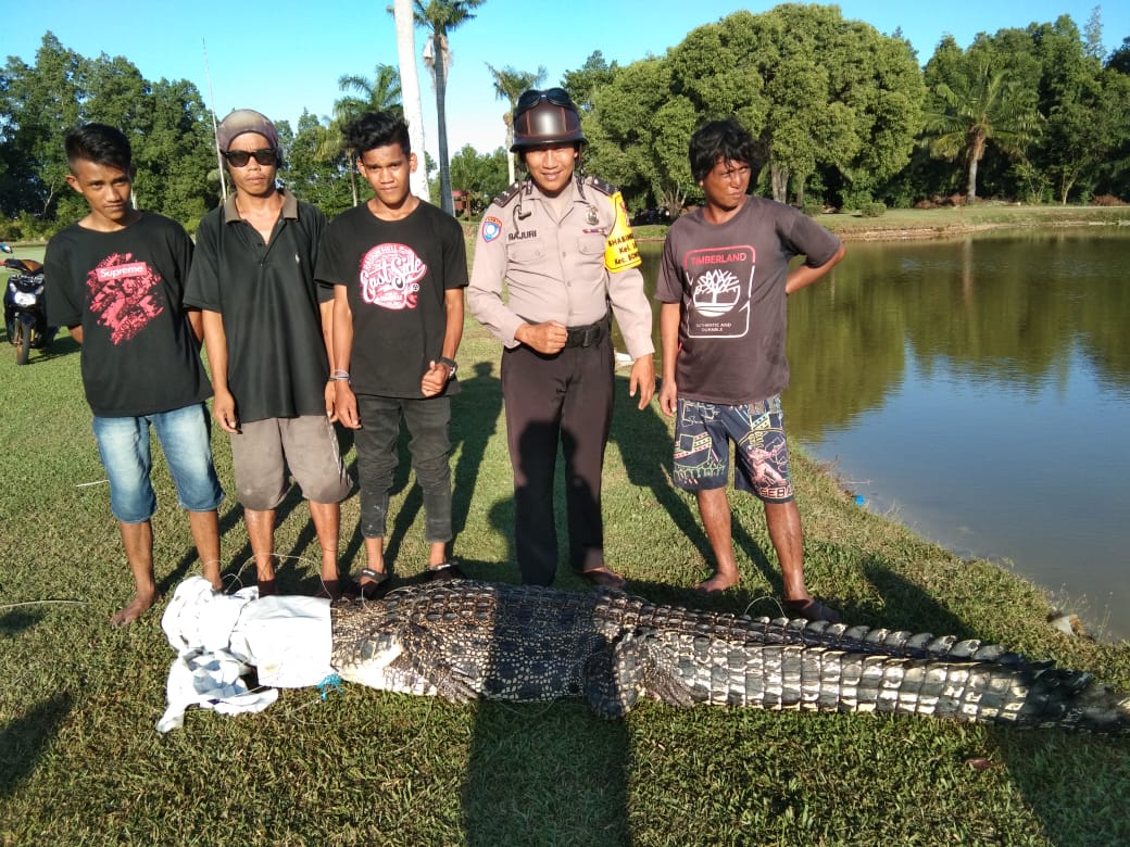 Buaya 3 Meter Dievakuasi dari Kolam Golf