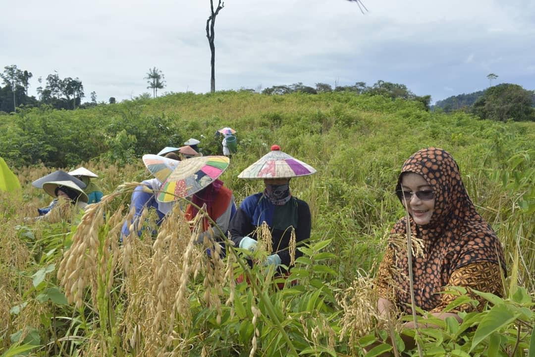 Masih Bergantung Beras Luar