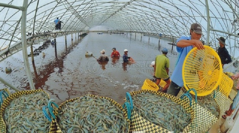 BRIN Gali Potensi Peningkatan Produktivitas Udang