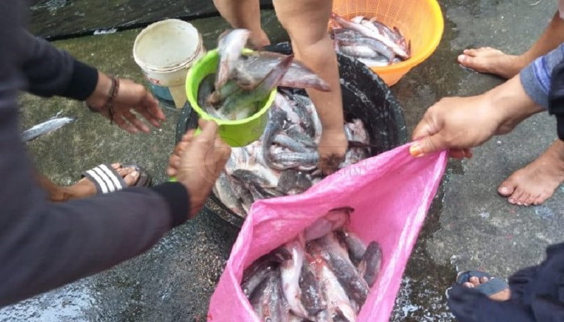 Produksi Perikanan Budidaya Balikpapan Didominasi Ikan Lele