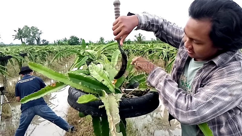 Penyakit Cacar Momok Petani Buah Naga di PPU, Selain COVID-19