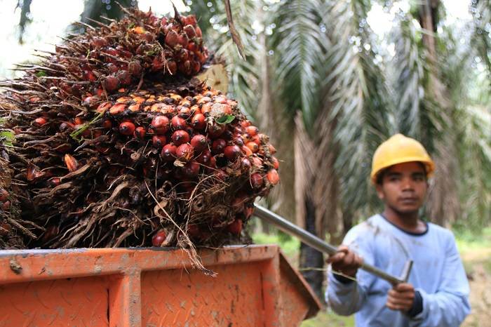 Harga CPO RI-Malaysia Turun 2,46 Persen