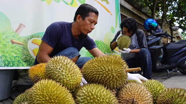 2 Pemuda Berbisnis Durian, Tak Mau Jual yang “Kacangan”