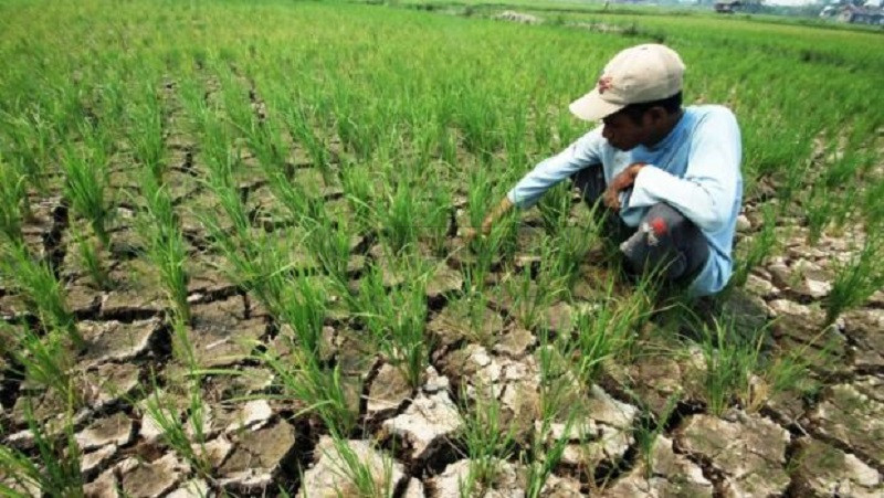 Dampak El Nino Bakal Turunkan Produksi Pertanian