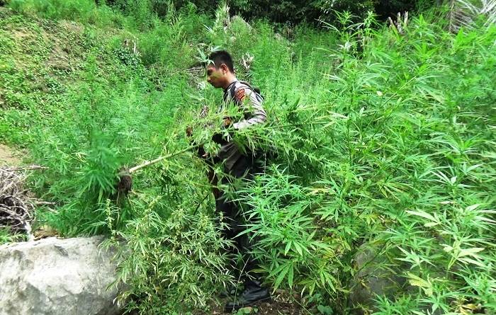 Ganja Berpotensi Digunakan untuk Kesehatan di Indonesia