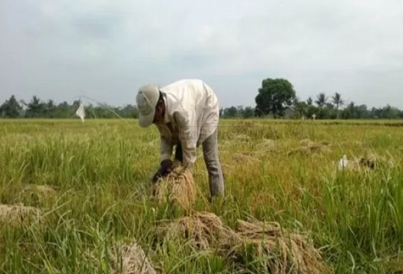 Setiap Tahun PPU Hasilkan 44 Ribu Ton Gabah