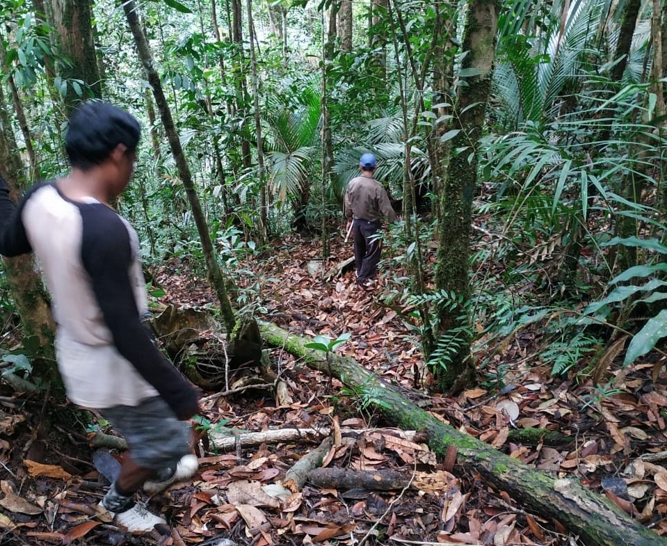 Tutupan Hutan Capai 1.128.569,77 Ha