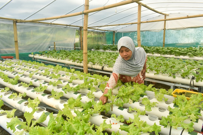 Sayuran Hidroponik Punya Pasar Tetap, Sudah Dipesan sebelum Panen