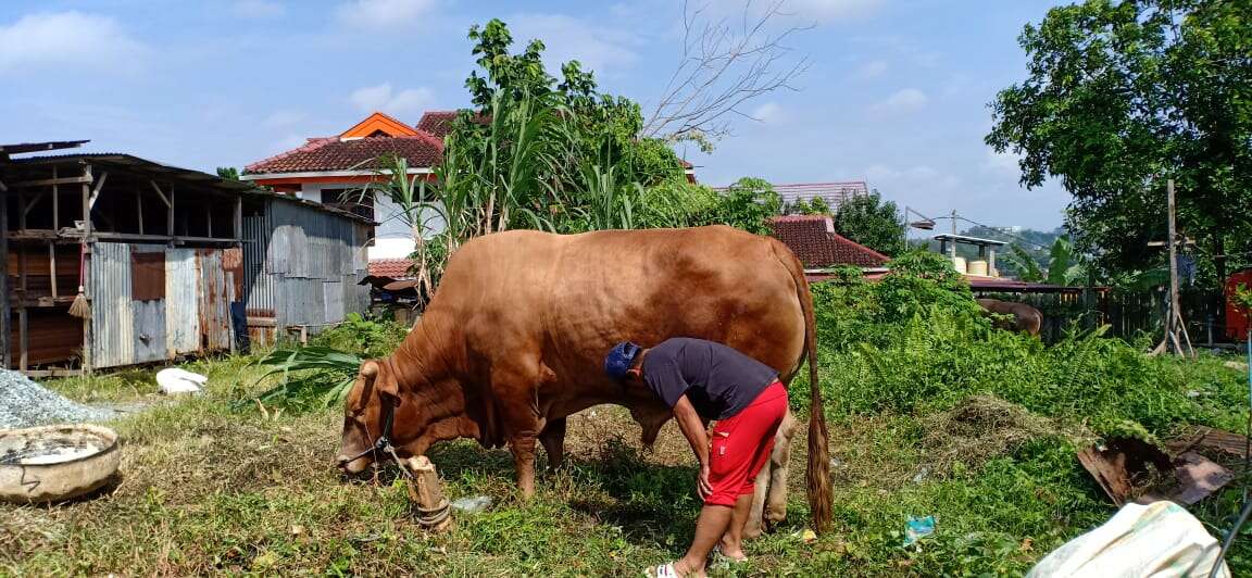 Dikasih Makan Telur Bebek, Sapi “Limosin” Laku Rp 77 Juta