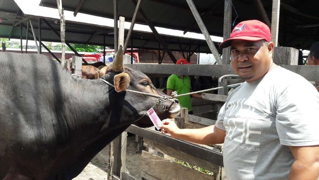 Harga Sapi Kurban Naik 30 Persen