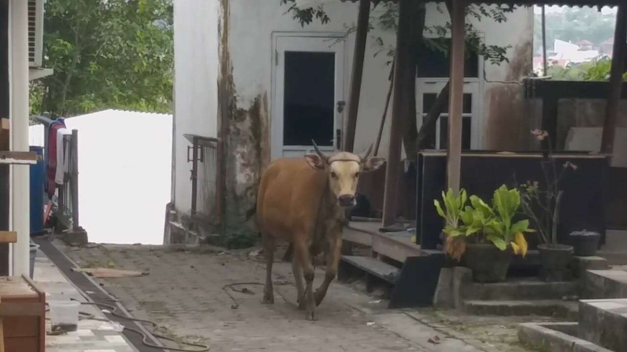 Sapi Mengamuk, Sang Penjagal Diseruduk