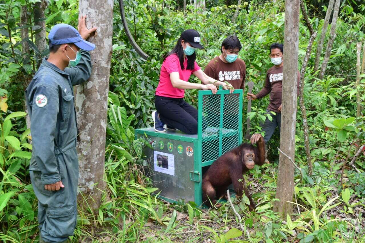 Lepas Orangutan ke Habitat Alami, Yayasan BOS Gandeng Perbankan